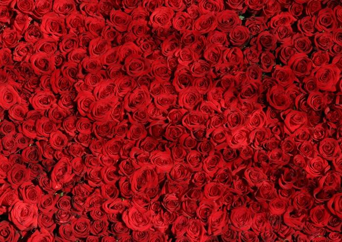 絵画風 壁紙ポスター (はがせるシール式) バラの花束 薔薇 レッドシャトー モダンローズ 花 キャラクロ FROS-001A1 (A1版 830mm×585mm) ＜日本製＞ ウォールステッカー お風呂ポスター