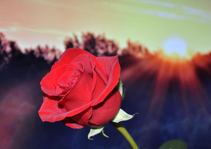 絵画風 壁紙ポスター (はがせるシール式) 赤バラと日の出 レッドシャトー モダンローズ 薔薇 花 キャラクロ FROS-004A1 (A1版 830mm×585mm) ＜日本製＞ ウォールステッカー お風呂ポスター