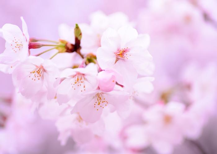 絵画風 壁紙ポスター (はがせるシール式) さくら 桜 一重桜 ソメイヨシノ シラユキ コヒガン サクラ 開花 春 キャラクロ FSKR-005A1 (A1版 830mm×585mm) ＜日本製＞ ウォールステッカー お風呂ポスター