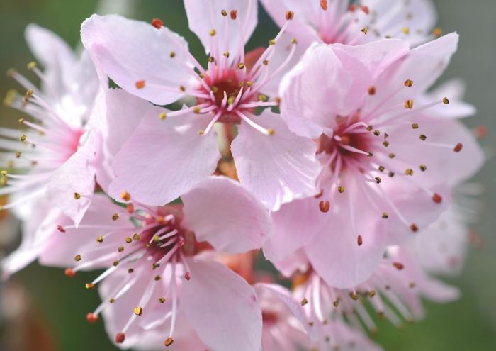 絵画風 壁紙ポスター (はがせるシール式) さくら 桜 一重桜 ソメイヨシノ ムラサキザクラ サクラ 開花 春 キャラクロ FSKR-016A1 (A1版 830mm×585mm) <日本製> ウォールステッカー お風呂ポスター