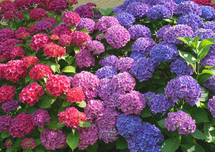 絵画風 壁紙ポスター (はがせるシール式) アジサイ 赤 ピンク 紫 紫陽花 あじさい 花 キャラクロ FAJS-009A1 (A1版 830mm×585mm) ＜日本製＞ ウォールステッカー お風呂ポスター