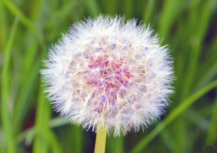 絵画風 壁紙ポスター (はがせるシール式) タンポポの花 たんぽぽ 蒲公英 ツヅミグサ 鼓草 フヂナ タナ 花 キャラクロ FTPP-003A1 (A1版 830mm×585mm) ＜日本製＞ ウォールステッカー お風呂ポスター