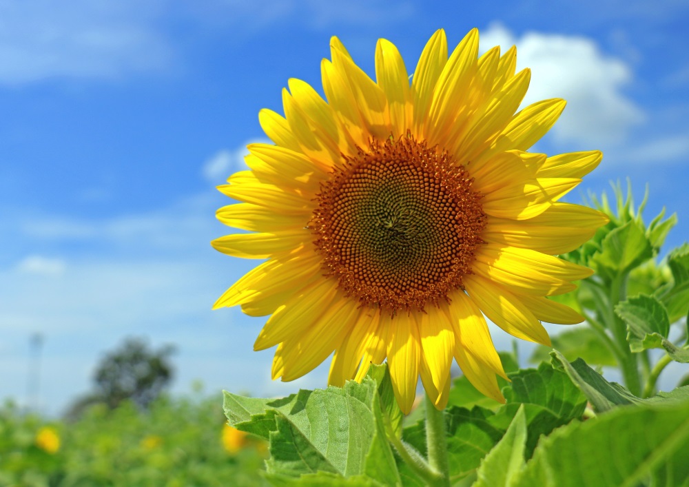 楽天市場 アートポスター ひまわり 北欧 Summer Sunflower A3サイズ 4 297mm アートパネル ノルディック Bees Knees One