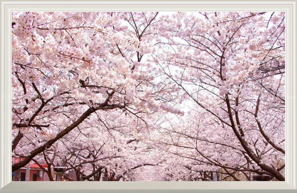 絵画風 壁紙ポスター (はがせるシール式) -窓の景色- さくらの開花 春の景色 桜の木 サクラ 八重桜 ソメイヨシノ 【扉なし窓仕様】 キャラクロ FSKR-025NW1 (ワイド版 901mm×585mm) ＜日本製＞ ウォールステッカー お風呂ポスター