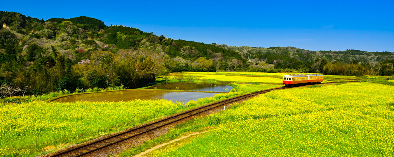 画図惰資性 壁紙掲示 はがせる印章式 地球の撮り道のり 小湊鉄道会社の菜の花戦域を競走トロッコ車輌 千葉県首府原市 眺め 日本の絶景 キャラクロ C Zjp 081p1 パノラマ編集 1440mm 576mm 建てる甲斐壁紙 耐候性絵の具 家具 Elanodes Com