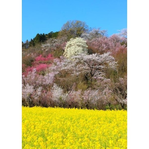 絵画風 壁紙ポスター (はがせるシール式) さくら 桜 一重桜 八重桜 福島 花見山 桜 サクラ 開花 春 キャラクロ FSKR-015A1 (A1版 585mm×830mm) ＜日本製＞ ウォールステッカー お風呂ポスター