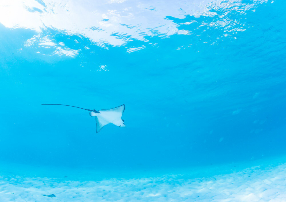 絵画風 壁紙ポスター はがせるシール式 まだ見たことのない世界 空飛ぶマダラトビエイ モルディブの美しい砂地をのんびり泳ぐ 水中写真家 茂野優太 キャラクロ S Uwh 007a1 A1版 0mm 585mm 建築用壁紙 耐候性塗料 Fmcholollan Org Mx