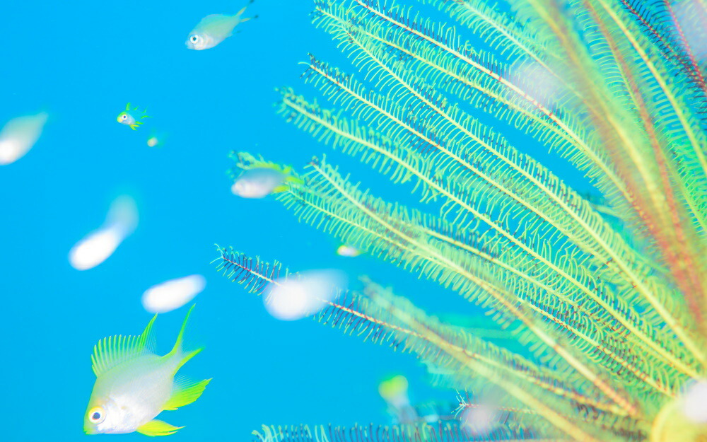 絵画風 壁紙ポスター はがせるシール式 まだ見たことのない世界 夢幻色の世界 フィリピン セブ島の最南端で出会った夢のような色彩 水中写真家 茂野優太 キャラクロ S Uwh 009w1 ワイド版 921mm 576mm 建築用壁紙 耐候性塗料 Fmcholollan Org Mx