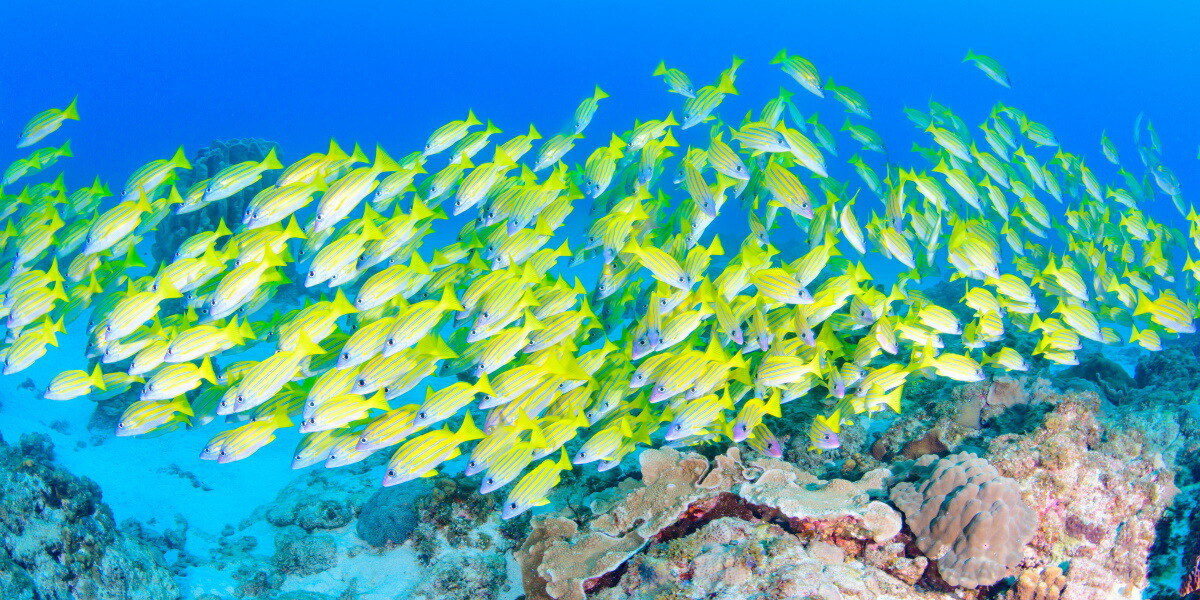 絵画風 壁紙ポスター はがせるシール式 まだ見たことのない世界 日本の最果て 小笠原諸島 母島で出会ったヨスジフエダイのカラフルな光景 水中写真家 茂野優太 キャラクロ S Uwv 002s1 パノラマs版 1152mm 576mm 建築用壁紙 耐候性塗料 Fmcholollan Org Mx