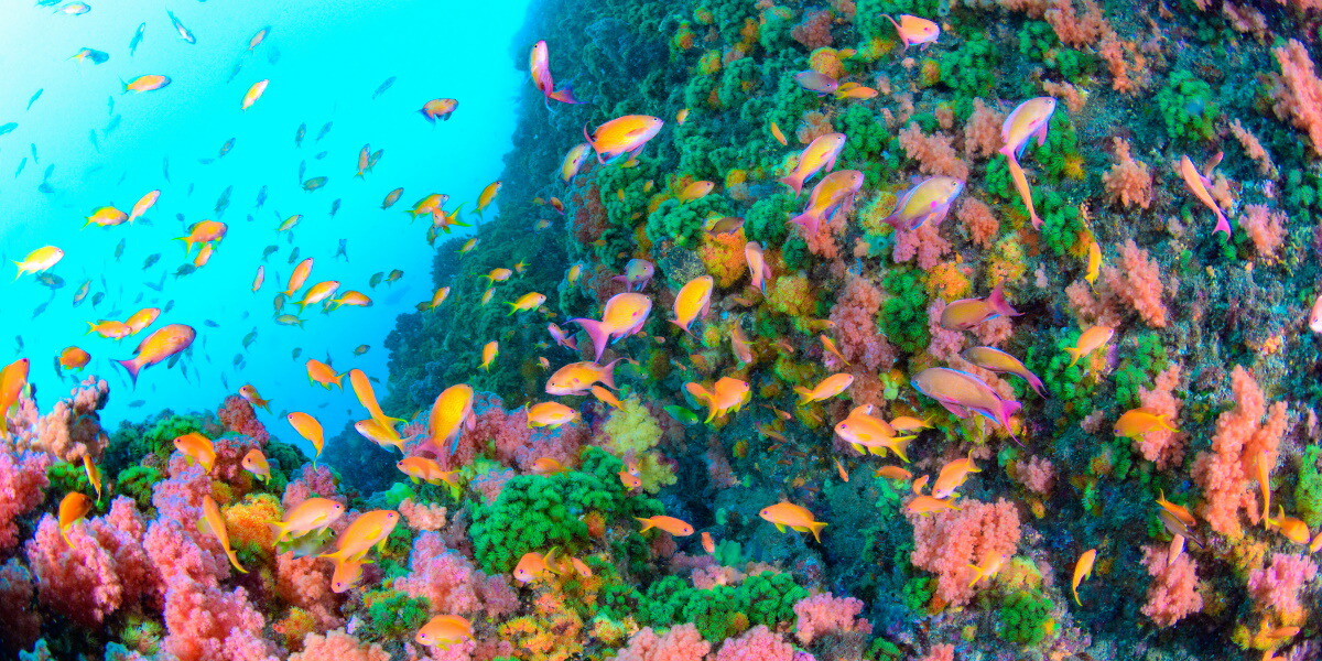 絵画風 壁紙ポスター はがせるシール式 まだ見たことのない世界 まるでお花畑のような水中世界 美しいサンゴとそこを舞うキンギョハナダイ 伊豆半島伊東市 水中写真家 茂野優太 キャラクロ S Uwv 003s1 パノラマs版 1152mm 576mm 建築用壁紙 耐候性塗料