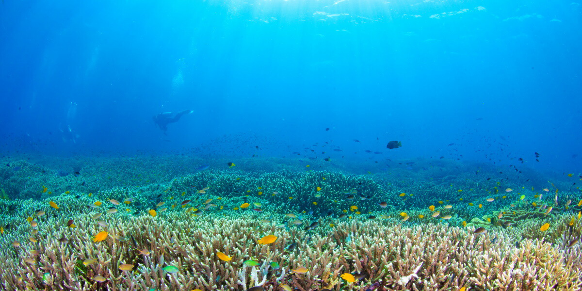 絵画風 壁紙ポスター はがせるシール式 まだ見たことのない世界 どこまでも広がる珊瑚礁 世界のサンゴが生息するインドネシア ラジャアンパットの海 水中写真家 茂野優太 キャラクロ S Uww 0s1 パノラマs版 1152mm 576mm 建築用壁紙 耐候性塗料