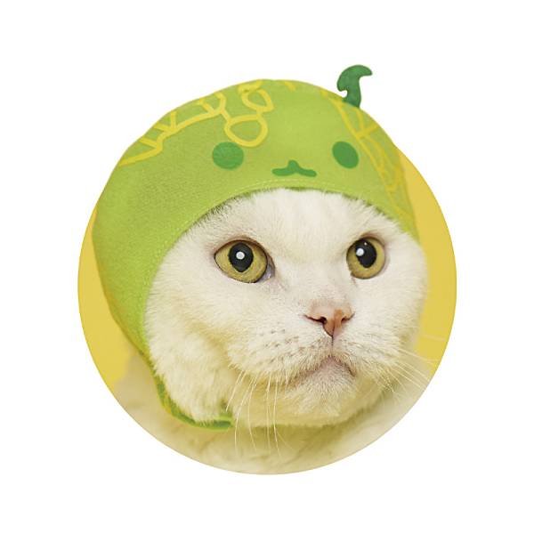 カラフルピーチ 指パペット1 全4種 じゃぱぱ ゆあんくん なおきり シヴァ カラフルピーチ 指パペット1 全4種 じゃぱぱ ゆあんくん なお