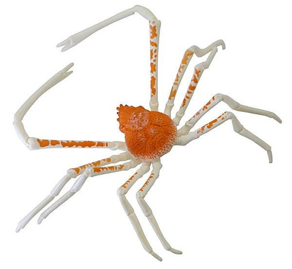 楽天市場】01.タカアシガニ 【いきもの大図鑑 かに02 バンダイ 甲殻類