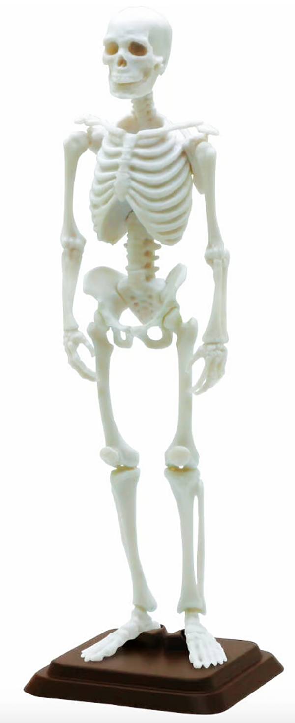 楽天市場】博物モデリング倶楽部・壱 1/12 ヒト骨格 がいこつ 骨格標本