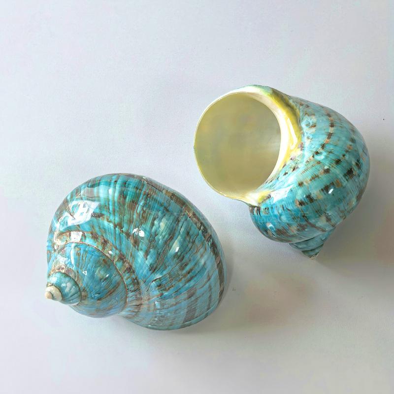 楽天市場】置物 天然 巻き貝 貝殻 キラー 織り錦 トウモロコシ 高貴