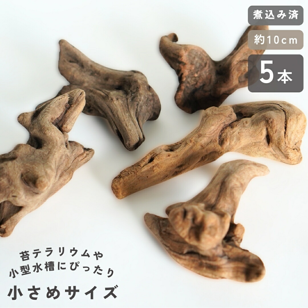 楽天市場】煮込み済み あく抜き済み 流木 枝状 3本セット 15cm〜25cm