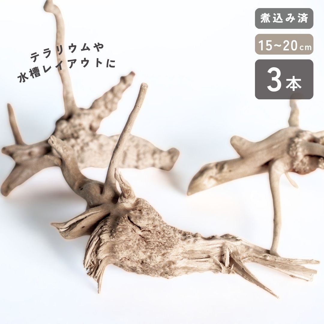 楽天市場】煮込み済み あく抜き済み 流木 枝状 3本セット 15cm〜25cm