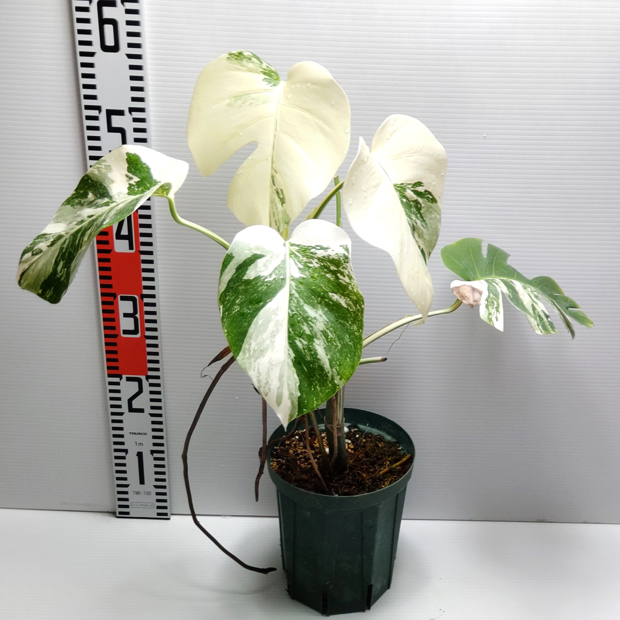 希少】モンステラ ホワイトタイガー/Monstera White Tiger
