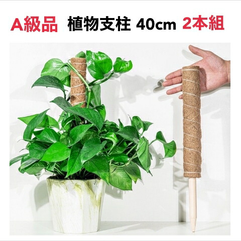 植物支柱 園芸支柱 ココナッツ支柱 ａ級品 40cm 2本組 天然 ココナッツ 支柱 観葉植物 モンステラ ポトス つる性植物 新入荷