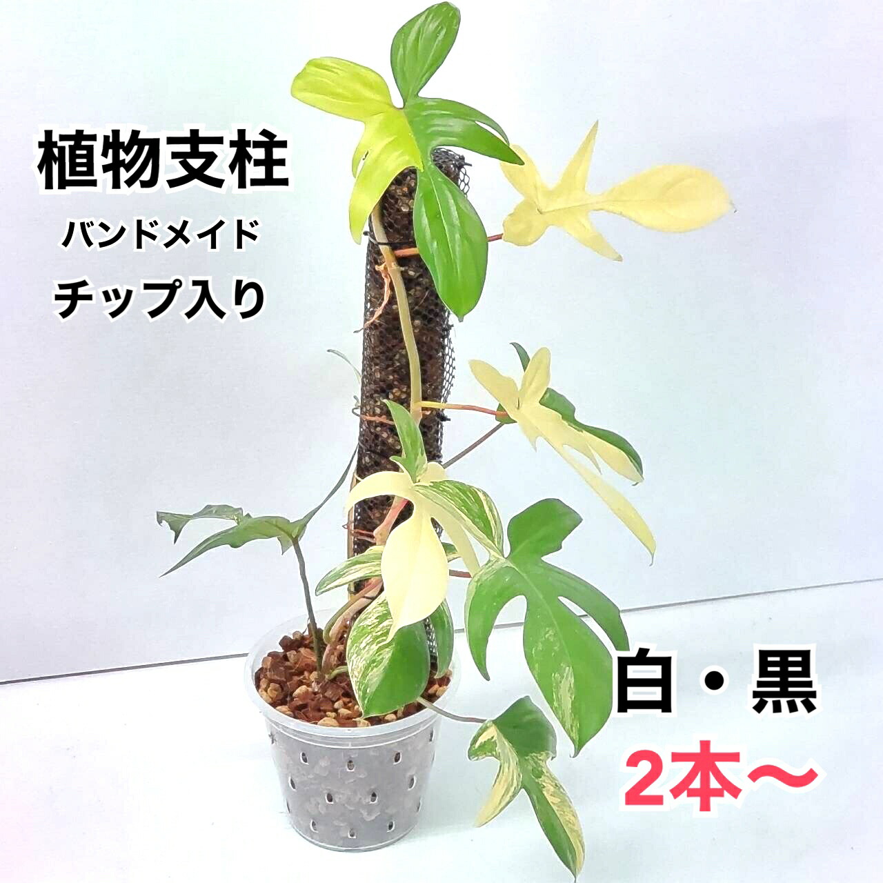C6モンステラ 2寸ポリポット　と白モスポール10本 モスポール 支柱 2本セット 連結可能 観葉植物 モンステラ つる