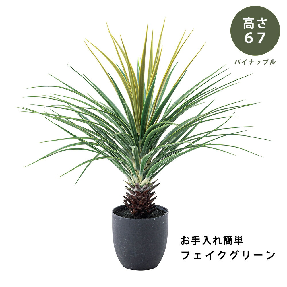 【切り上げる品】如何様物 緑であること 観葉草木 パイナップル(67糎) 即物的 緑であること green お取りつくろう飾り気の無い 鉢付き添い人 プランター付き添い人 今めかしい 愛くるしげ 苑地 室内 飾りつけ