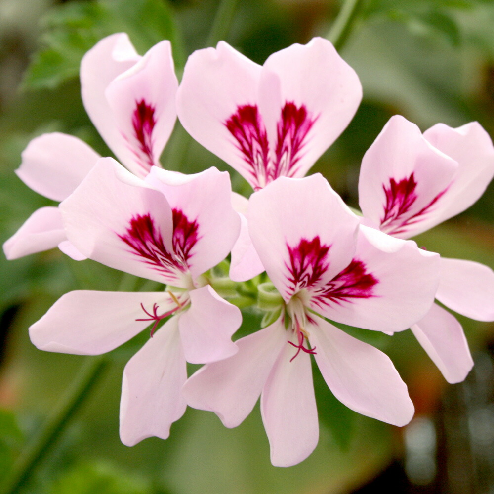 高い品質 女性にやさしいフローラル系です ゼラニウム Geranium 50ml天然100 のエッセンシャルオイル 精油 手作り石鹸 香水 バスボム バスソルト アロマペンダント サシェ ディフューザー用 安い購入 Addmarkgroup Com