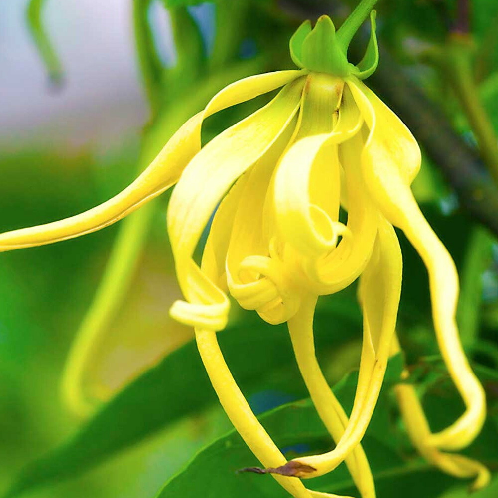 楽天市場 イランイランの中でも 最もグレードの高いオイルです イランイランエクストラ Ylang Ylang 10ml天然100 のエッセンシャルオイル 精油 手作り石鹸 香水 バスボム バスソルト アロマペンダント サシェ ディフューザー用 アロマクラフトショップ Lovehouse