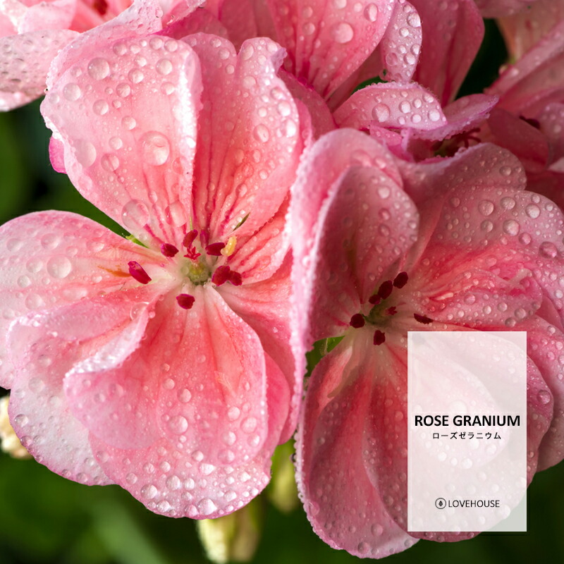 【10ml】可愛いとセクシーの中間♪ フローラルムスクフレグランスオイル（ボディセーフタイプ アロマクラフト用）Floral Musk  Fragrance Oil /手作り石鹸 香水 バスボム ルームスプレー サシェ ディフューザー 加湿器 ネブライザー などに アロマクラフト  ...