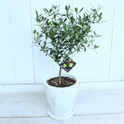 Reiri Kobe A One Size Tree Comes Up To Por Olive A One Size Tree Comes Up To Por Olive White Present