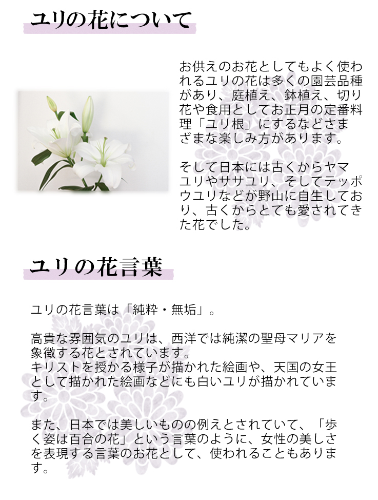 楽天市場 送料無料 お供え お悔やみの花 哀悼の気持ちをお贈りします 大輪の純白ユリの花束 お供え花 百合 お供え物 法事 仏事 弔事 四十九日 法要 命日 お花 月命日 生花 一周忌 三周忌 三回忌 七回忌 花 供花 枕花 Aoyama花苑ecshopレイリ楽天市場店