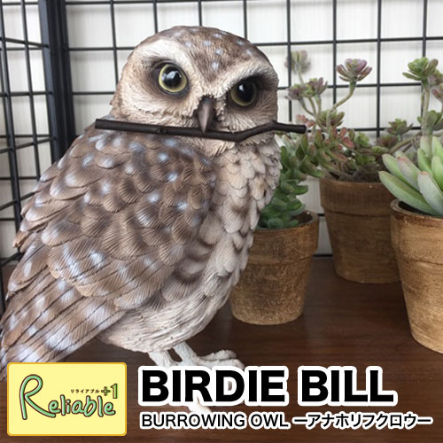 楽天市場 バーディビル Birdie Bill Burrowing Owl バーローイングオウル アナホリフクロウのクリップホルダーアナホリフクロウ 梟 クリップホルダー オブジェ リアル メッセージバード リライアブルプラス1