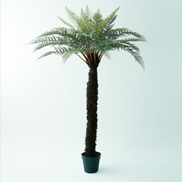 プランター ディクソニア 木 陶器 ガーデニング 木 屋外 室内 おしゃれ 観葉植物 野菜栽培 フラワーポット 多肉植物 水はけ 底穴付き 軽量 デザイン シンプル ベランダ 庭 園芸用品 モダン 植物育成 土入れ替え グリーンインテリア ガーデン用品 育て方 初心者 丈夫 スペース 27,170円