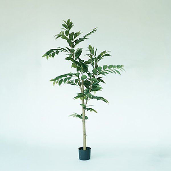 プランター コーヒーの木 木 陶器 ガーデニング 木 屋外 室内 おしゃれ 観葉植物 野菜栽培 フラワーポット 多肉植物 水はけ 底穴付き 軽量 デザイン シンプル ベランダ 庭 園芸用品 モダン 植物育成 土入れ替え グリーンインテリア ガーデン用品 育て方 初心者 丈夫 スペース