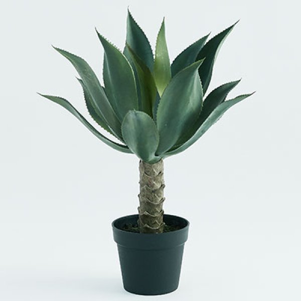 アガベ アテナータ 観葉植物 多肉植物 インテリアグリーン おしゃれ オシャレ ギフト 室内向け 種類豊富 高級感 初心者向け 育てやすい 人気 植物 ギフト プレゼント 可愛い ナチュラル インテリア コーディネート お手入れ簡単 風水効果 父の日ギフト 贈り物にも最適 生活