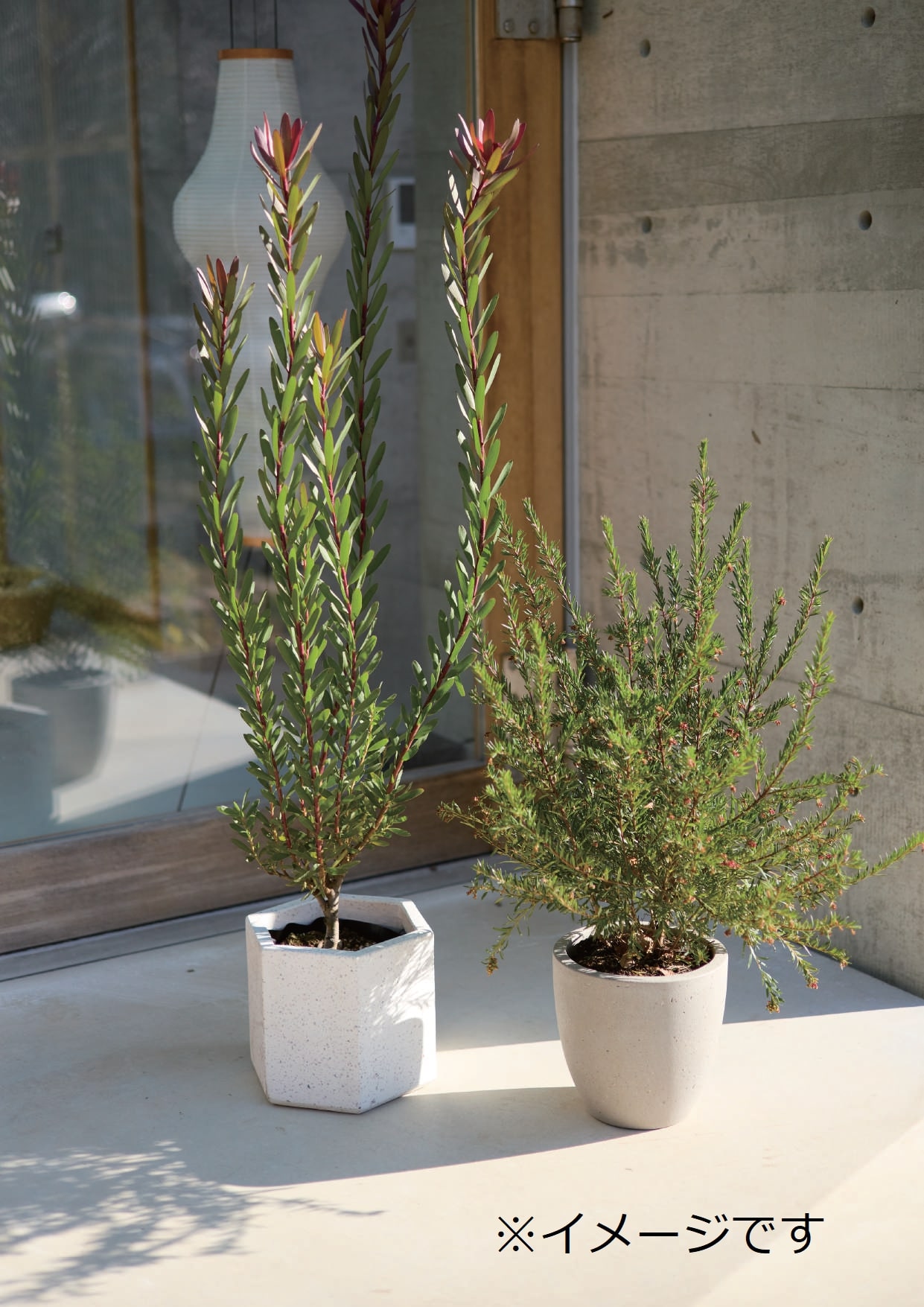 上品 ガーデンポット Lガーデンポット ポット 鉢 植木鉢 プランターカバー 植物 おしゃれ カフェ風 ガーデニング かわいいフォルム グレーカラー Www Smartpipe Com Br