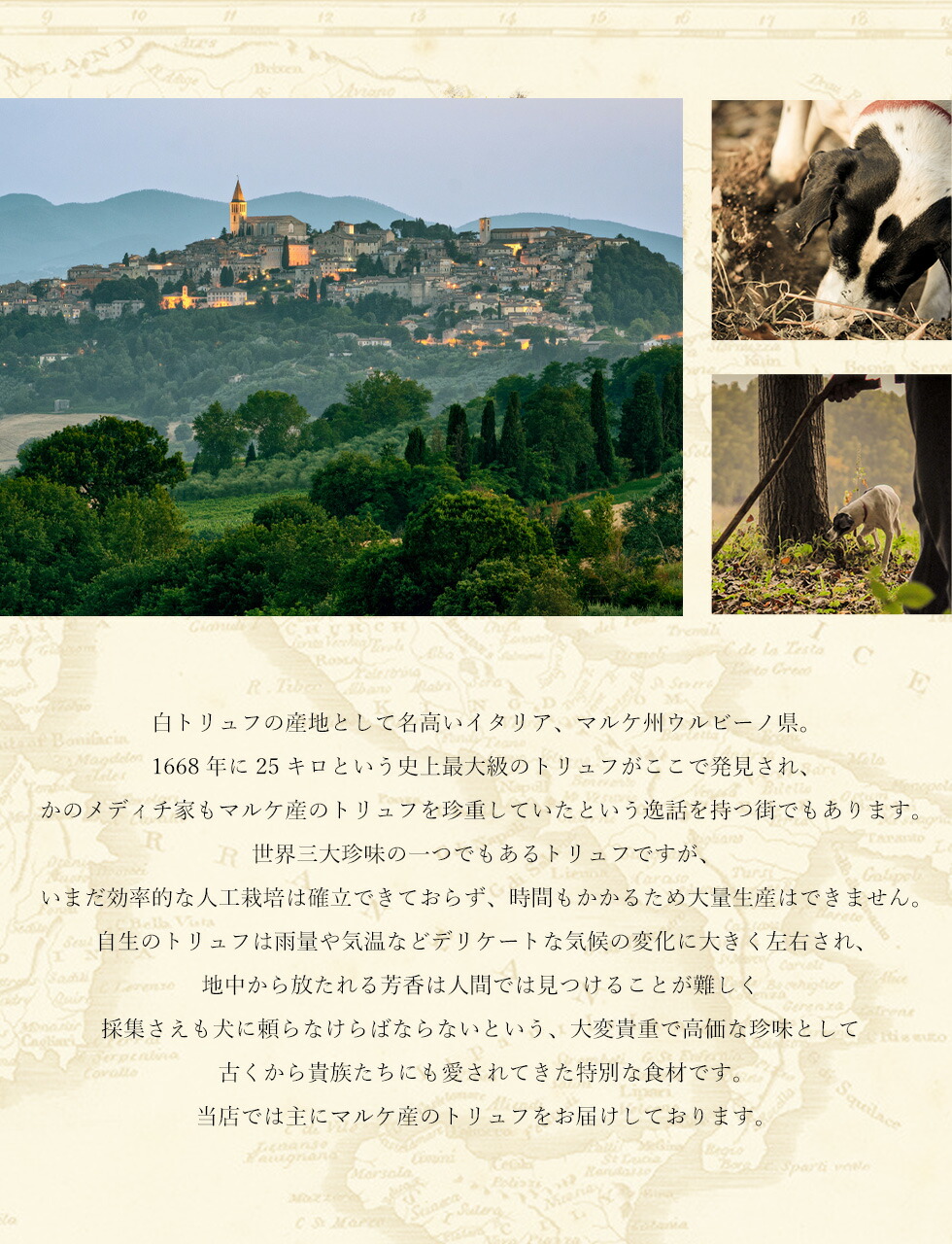 トリュフサマー黒トリュフ30g初もの【毎週イタリアより直輸入】4月13日より順次出荷START夏トリュフフレッシュ生イタリア直輸入