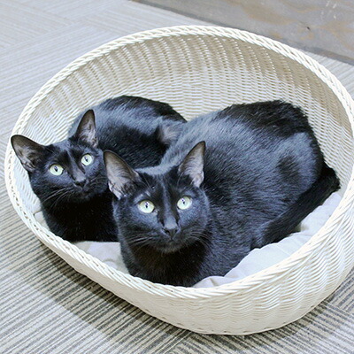 ラッピング無料 ラタン オーバルベッド キャラメル シンシアジャパン G ペット グッズ 犬 ドッグ 猫 キャット わけあり並の激安価格 Todomundo Org