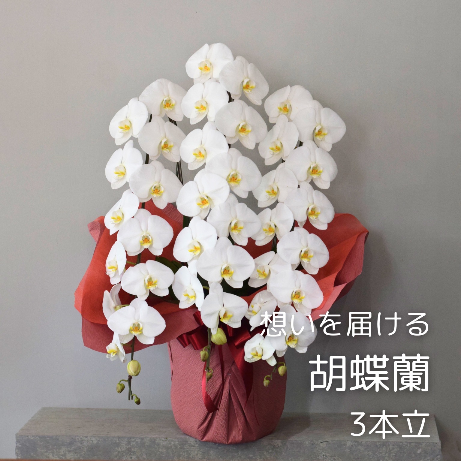夢見鳥蘭 3本立ち 貨物輸送込み 33,000円コチョウラン 御祭り花 フラスタ 開店祝賀会 開業祝賀会 差し上げ物 祝する日 送別 生まれ落ちる日 御祭り お供え お中元 生け花 サプライズ 花