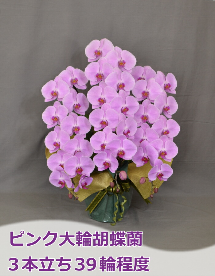 産地直送でお届けします 花 観葉植物3本立ち鉢花 リボンネットショップ3f6l 3f6l ピンク大輪胡蝶蘭 誕生日 お祝い 記念日 開業 昇進 栄転 移転 退職 お中元 P1056 39輪程度 つぼみ含む ピンク