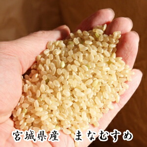 歳末特価【19,990円】新米 お一人様1個まで！ 令和7年産 送料無料 宮城県登米産まなむすめ 玄米30kg [佐川急便][ダンボール]限定米 30kg＊お一人様／一世帯【1袋】限定画像