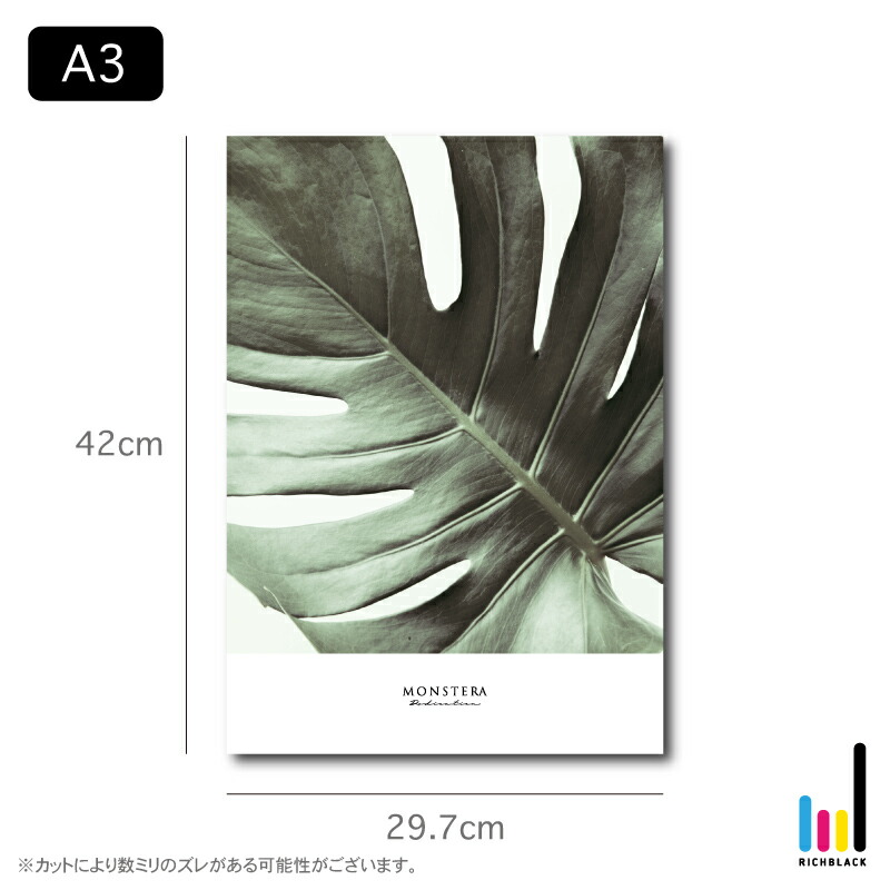 コンプリート モンステラ 花言葉 英語 2515 モンステラ 花言葉 英語
