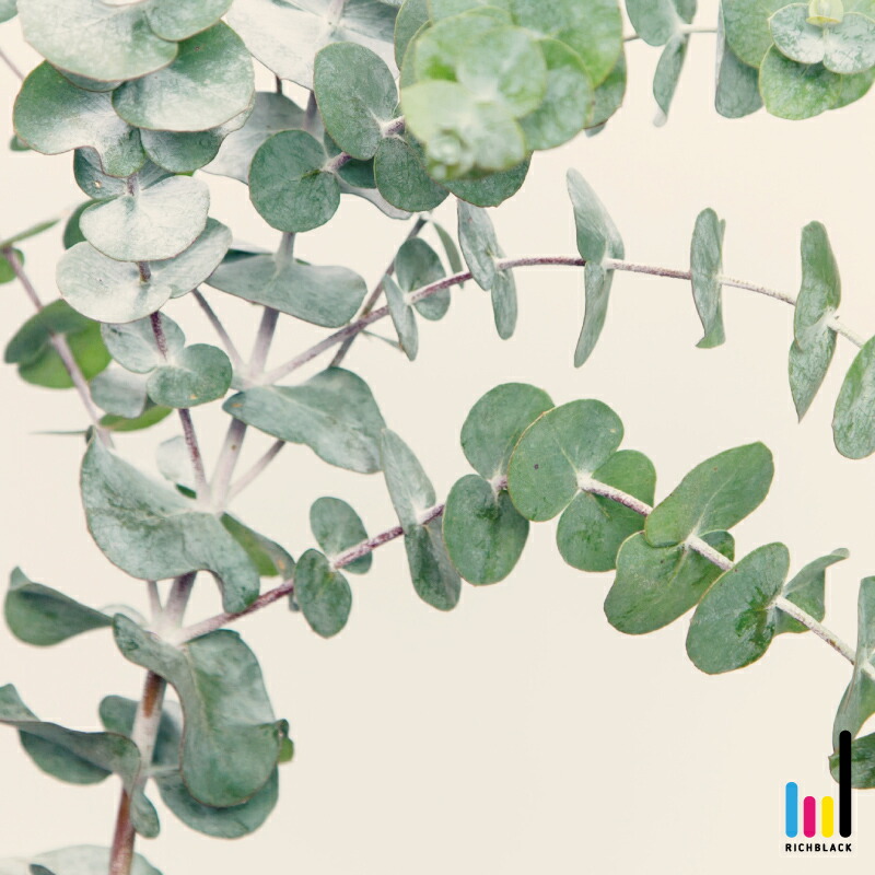 楽天市場 ユーカリ ポスター A1撮り下ろし 写真 ポポラス タイポグラフィ 北欧 北欧インテリア 北欧テイスト 玄関 ウェルカム 雑貨 ドライフラワー シンプル 壁掛け フレーム アート カフェ インテリア かわいい おしゃれ 特大 大きい Richblack 01