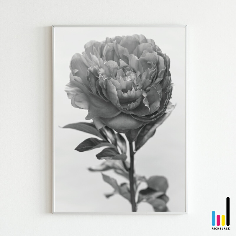 楽天市場 ラナンキュラス モノトーン ポスター A3ウェルカム 玄関 モノクロ 白黒 ポートレート お花 フラワー 壁掛け インテリア アート新築 引っ越し 新生活 おしゃれ かわいい シンプル 北欧 北欧風 大きい Richblack 01