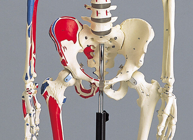 人気特価激安 《坂本モデル》彩色付成人骨格模型 通信講座・通学講座