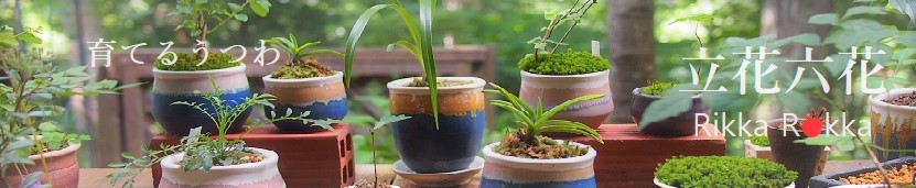 立花六花：育てるうつわ　食器と花器と小品盆栽鉢