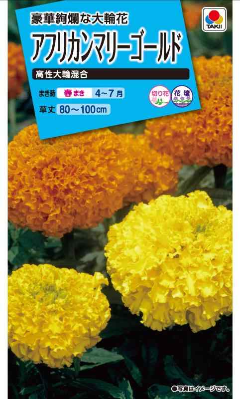 楽天市場】マリーゴールド アフリカン種 ホワイトゴールドマックス