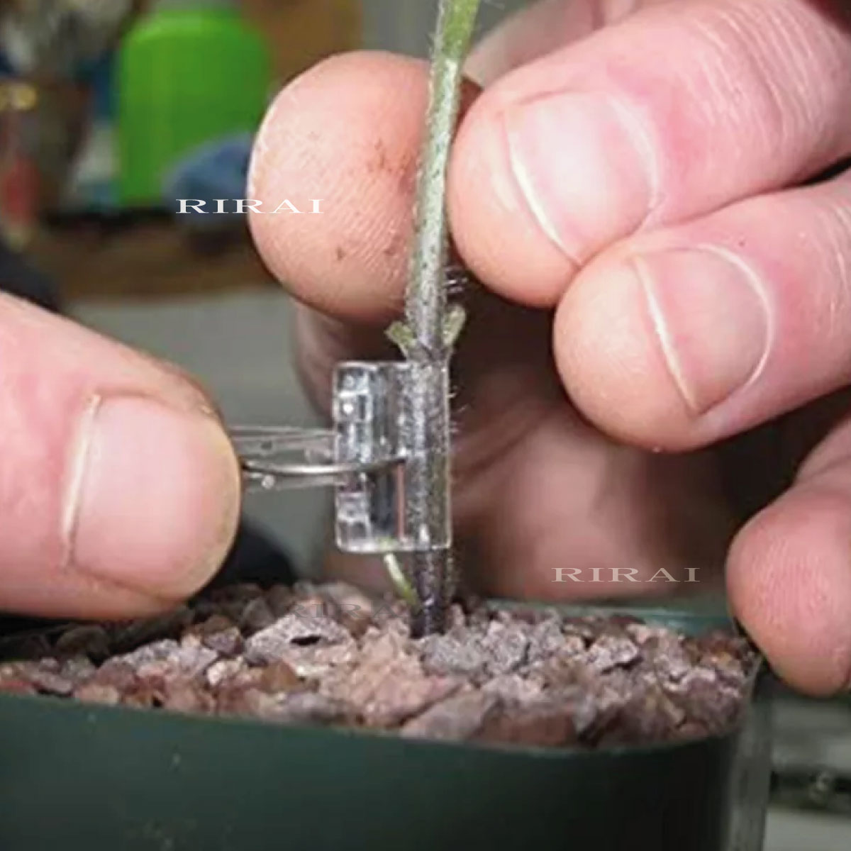 楽天市場】接ぎ木クリップ 【 200個 / RIRAI 】 適応内径3.0～5.0mm