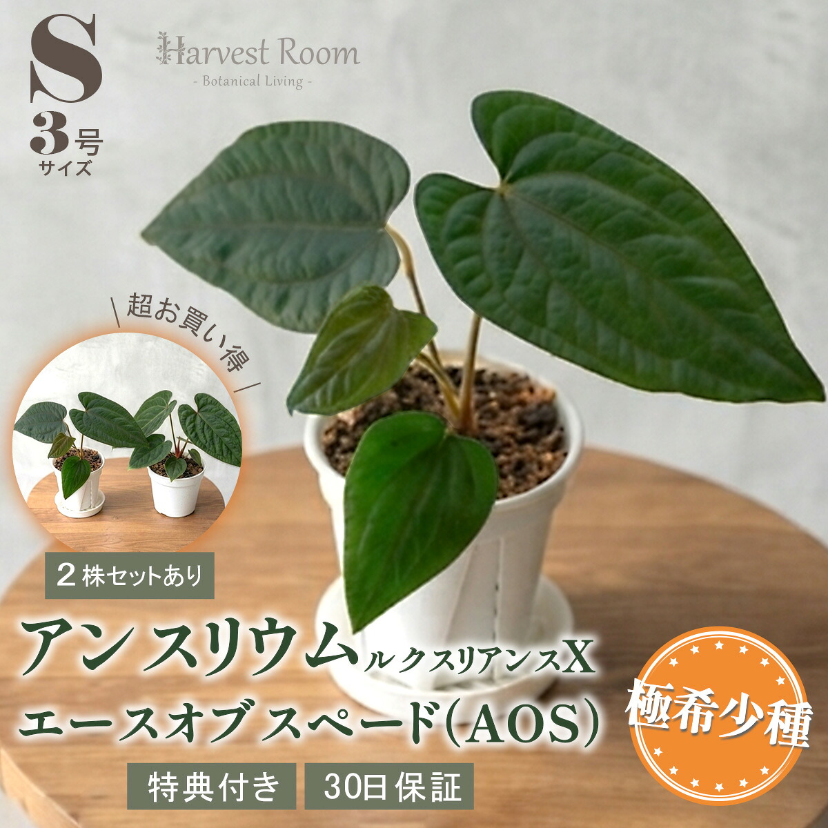 アンスリウム ルクスリアンス × エースオブスペード(AOS) 鉢 観葉植物 ギフト 3号 ポット鉢 S サイズ 苗 交配種 レア 希少種 インテリア おしゃれ 可愛い 育てやすい 枯れにくい お祝い プレゼント 特典付き 30日保証 2株セットあり|HarvestRoom
