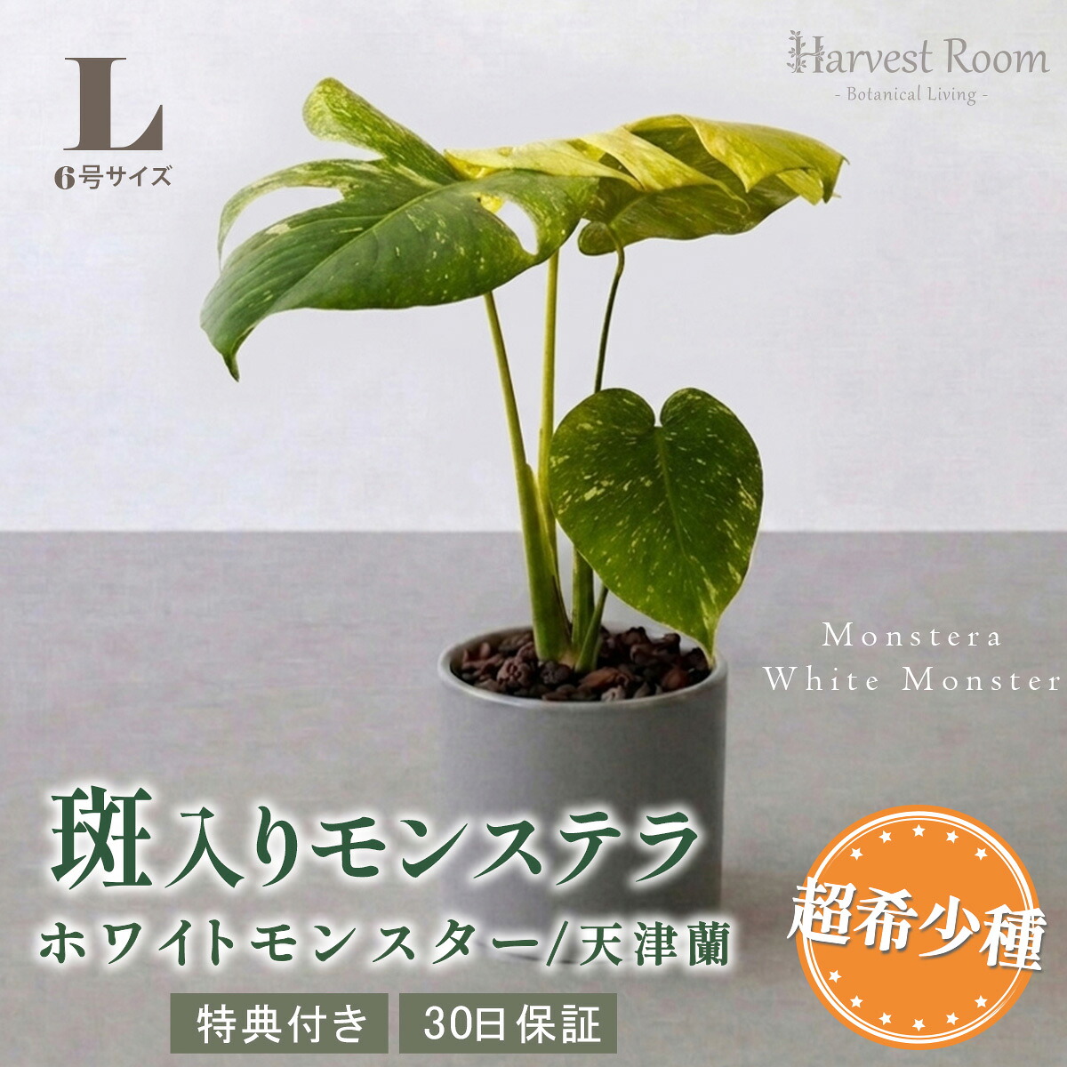 母の日 早割 モンステラ ホワイトモンスター(天津蘭) 6号ポット 鉢 Lサイズ 観葉植物 ミント斑モンステラ 斑入り 希少種 レア 珍しい 室内園芸 おしゃれ 可愛い かわいい 育てやすい 枯れにくい プレゼント ギフト 開業祝い 特典付き プレゼント付き 30日保障 送料無料