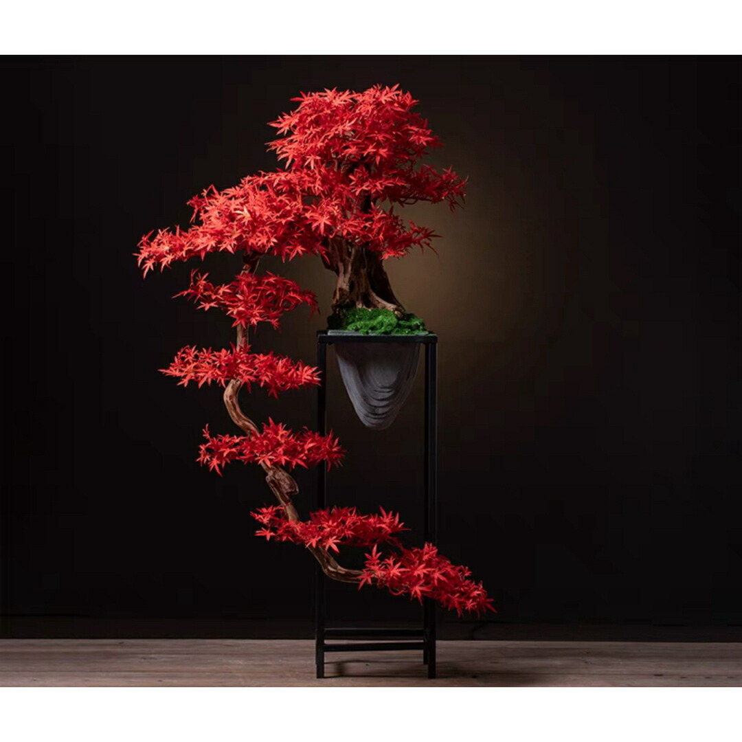 盆栽 『ブナ』 紅葉 インテリア 観葉植物 ガーデニング 送料無料 b120 盆栽 『ブナ』 紅葉 インテリア 観葉植物 ガーデニング 送料無料 b120